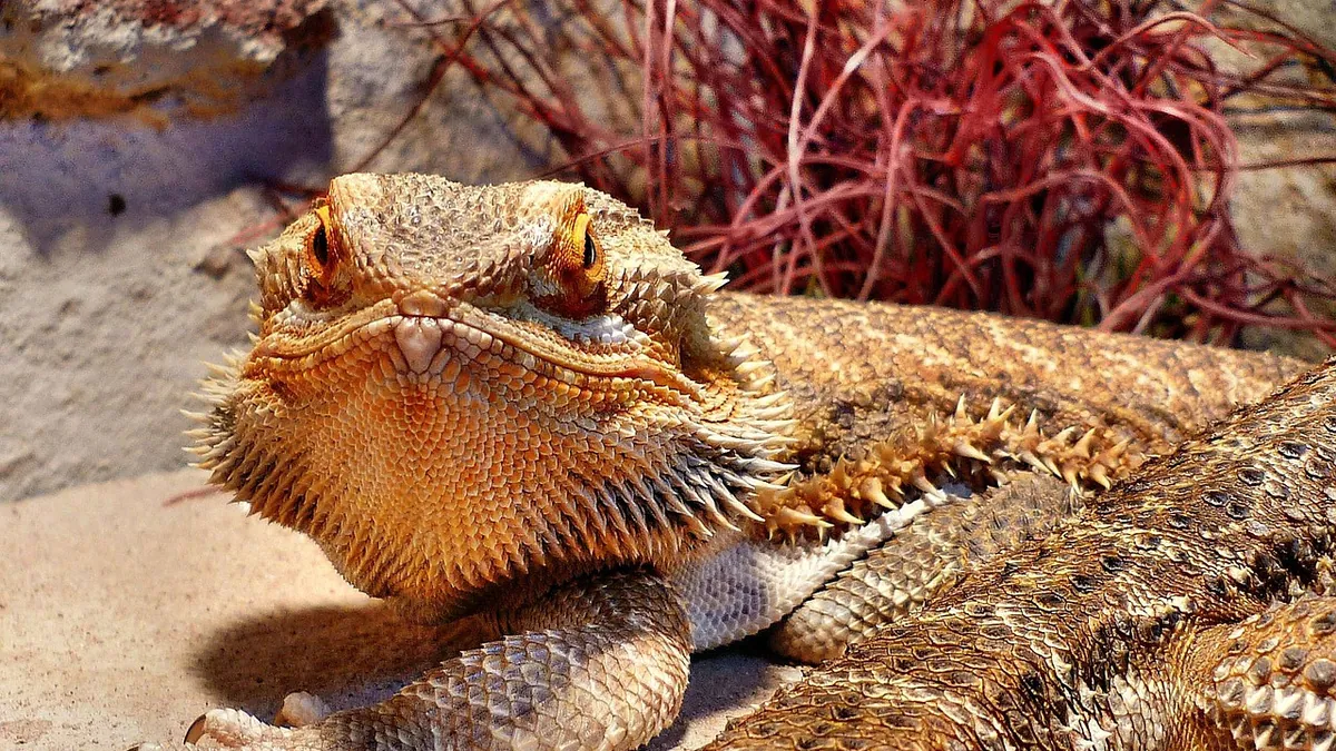 Bearded Dragon Not Using Its Back or Front Legs