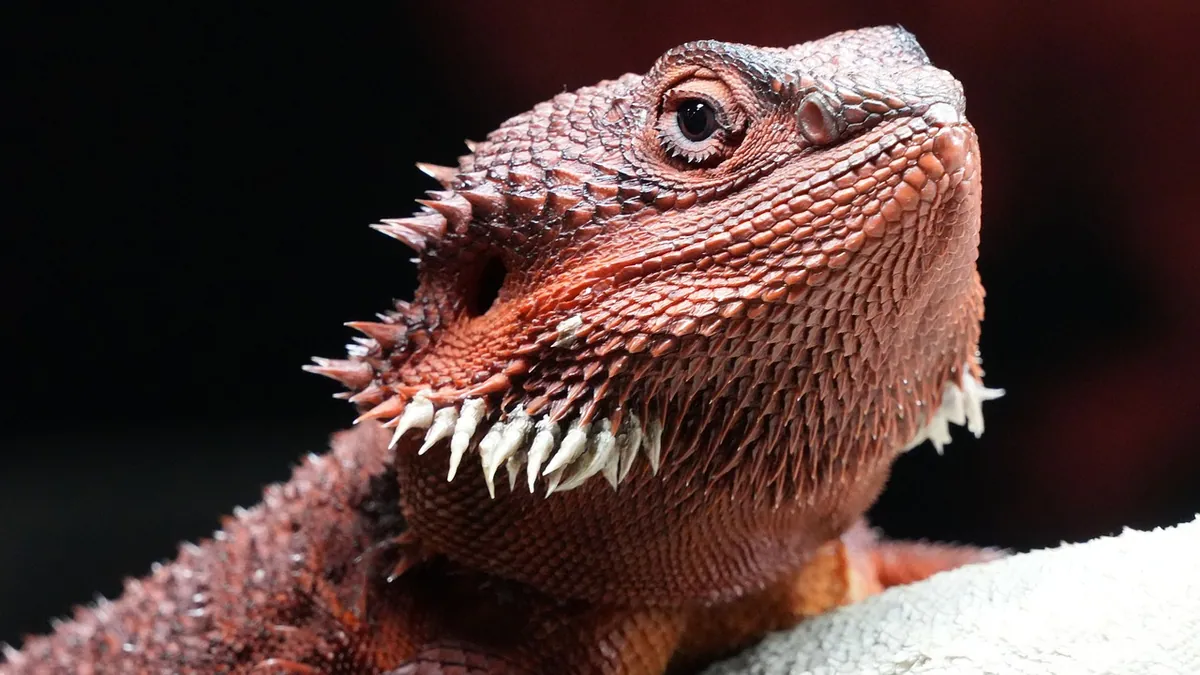 Why Is My Bearded Dragon Opening Its Mouth While Basking?
