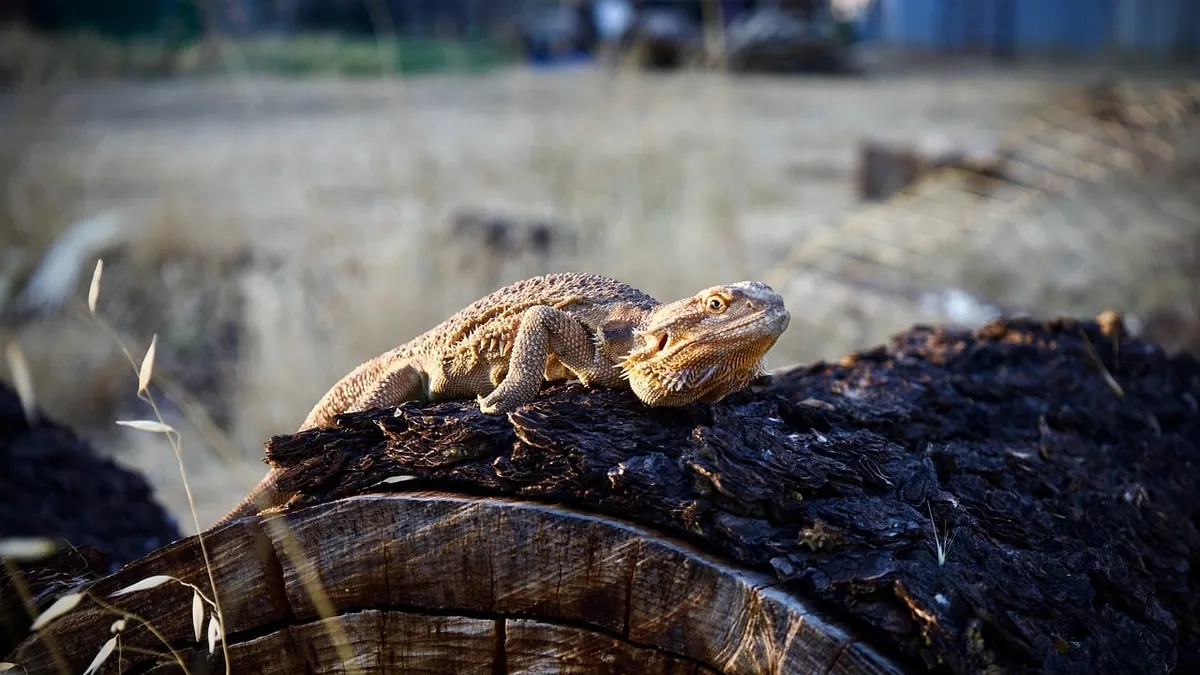 Parasites in Bearded Dragons: Signs and Testing