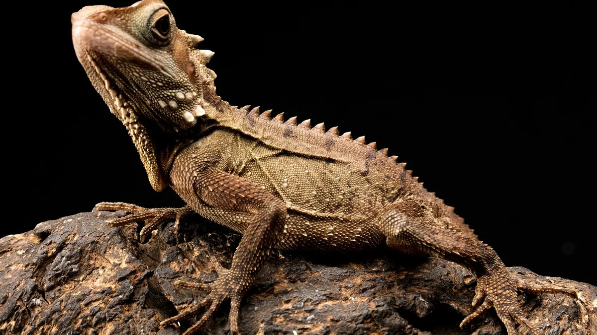 Do Bearded Dragons Pee? Urination and Poop Frequency