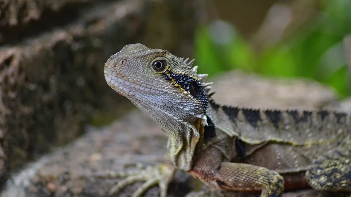 Do Bearded Dragons Play? Enrichment and Activity Ideas