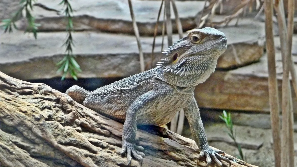 Why Does My Bearded Dragon Poop on Me? Causes and Fixes