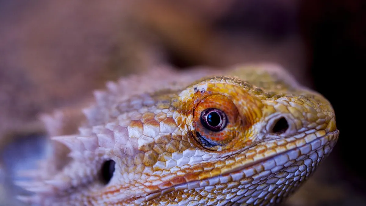 Why Does My Bearded Dragon Make a Popping Noise?