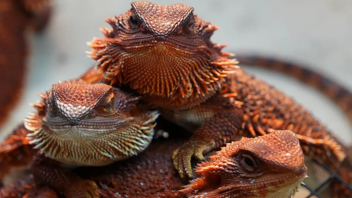 Why Is My Bearded Dragon Puffing Its Beard? Meaning