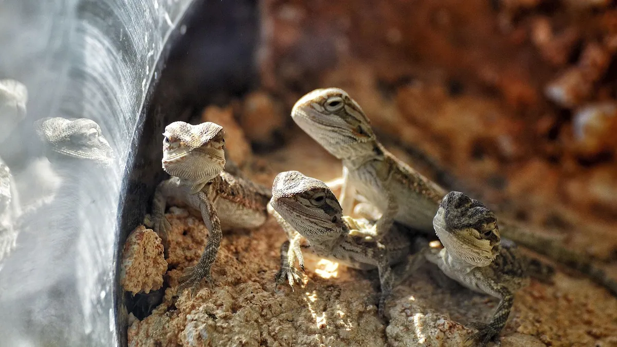 Do Bearded Dragons Recognize Their Owners? Bonding Signs