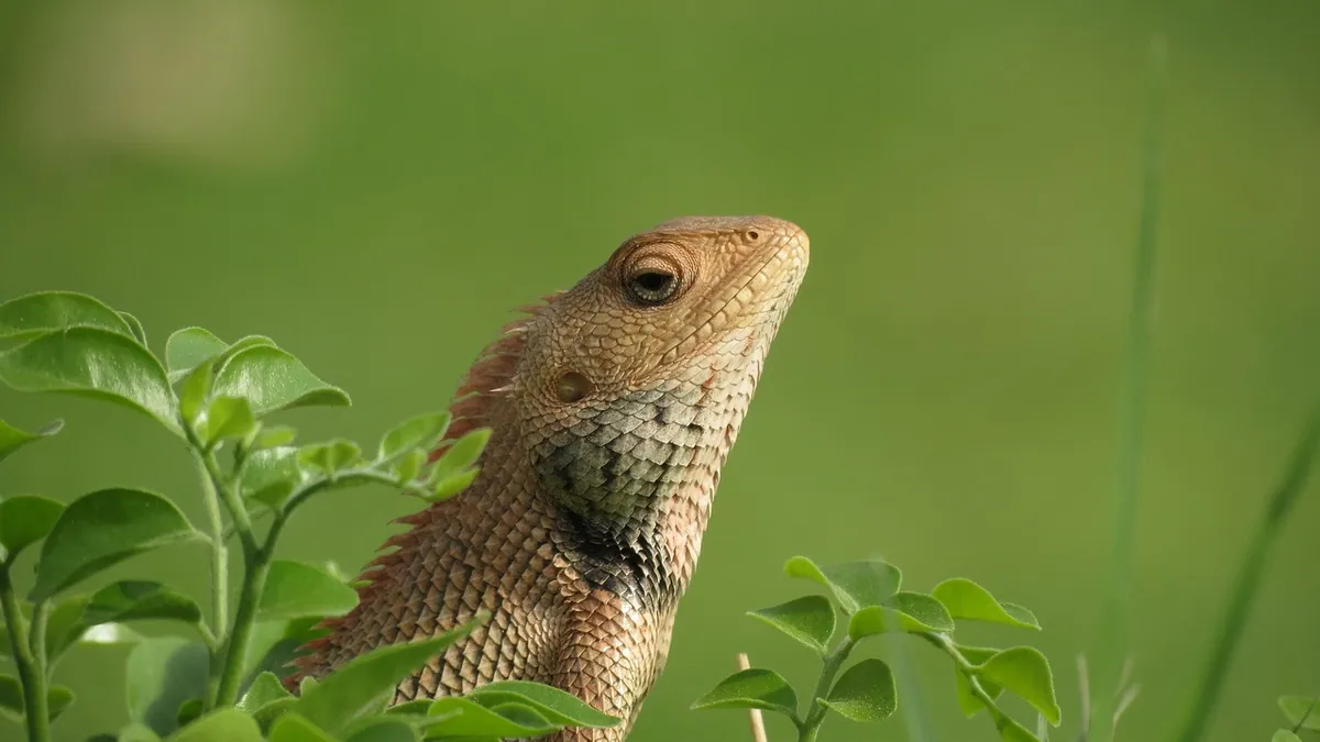 Why Does My Bearded Dragon Run Away From Me?