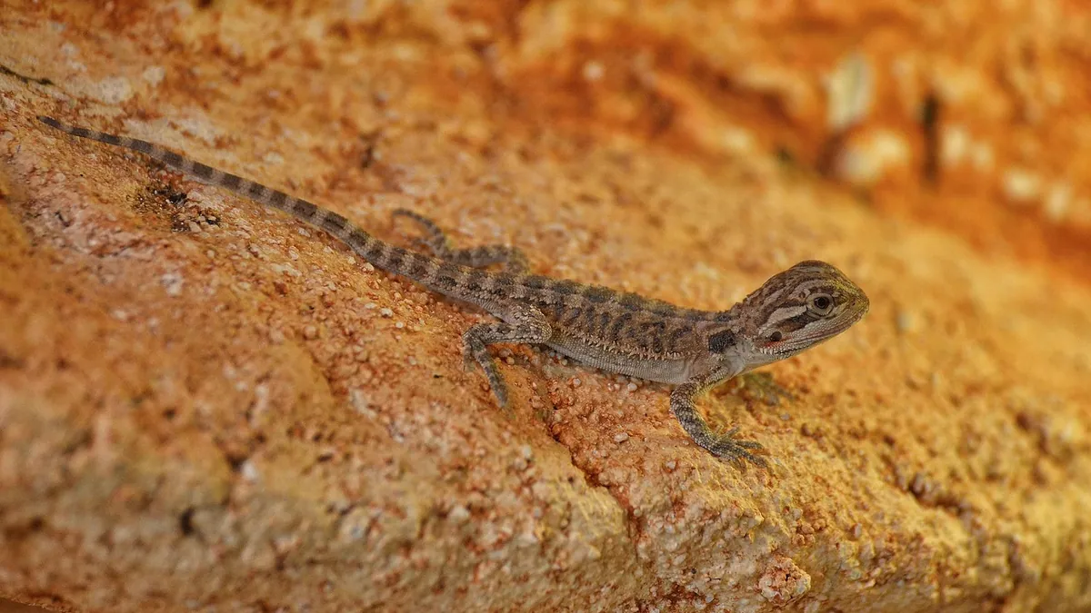 Bearded Dragon Runny Poop: Causes and When to Worry