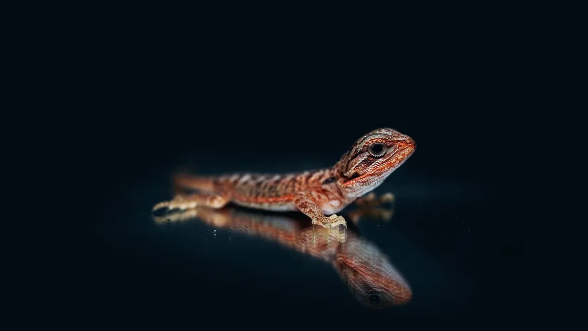 Why Is My Bearded Dragon Scratching at the Glass? Causes