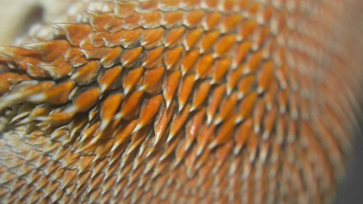 How to Tell If Your Bearded Dragon Is Male or Female
