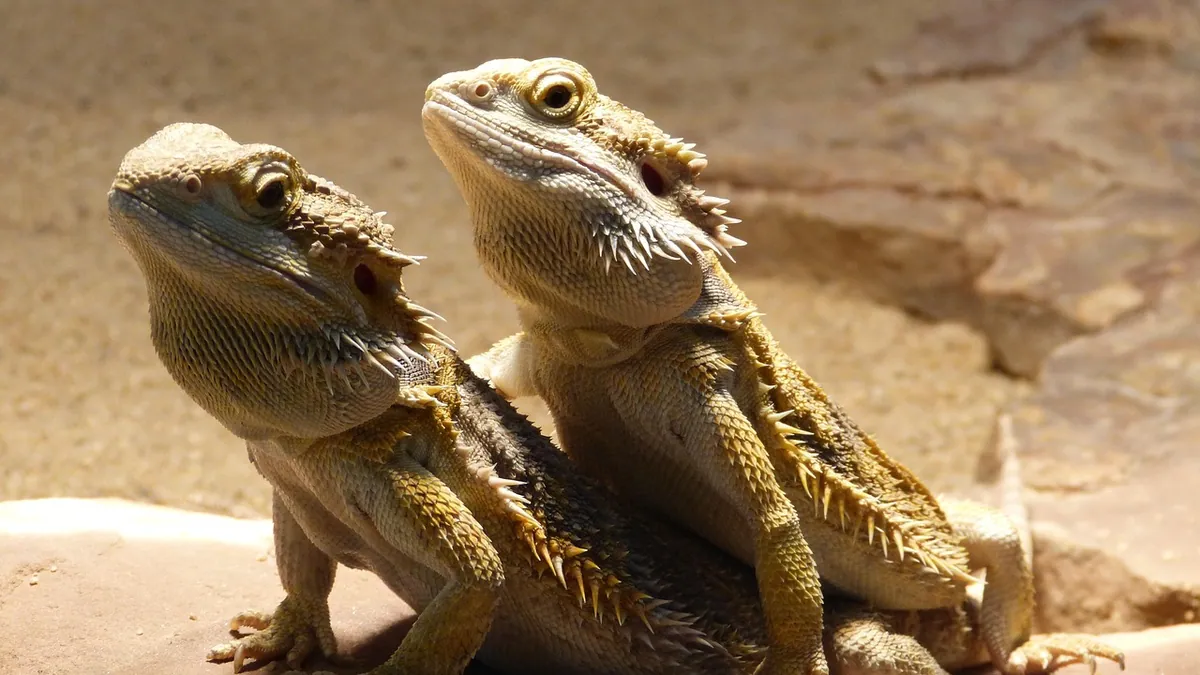 How Big Do Bearded Dragons Get? Size and Growth