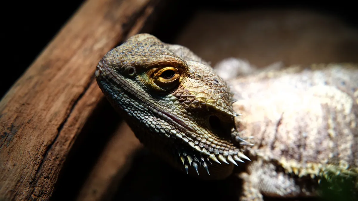 How Long Do Bearded Dragons Sleep? Normal Patterns