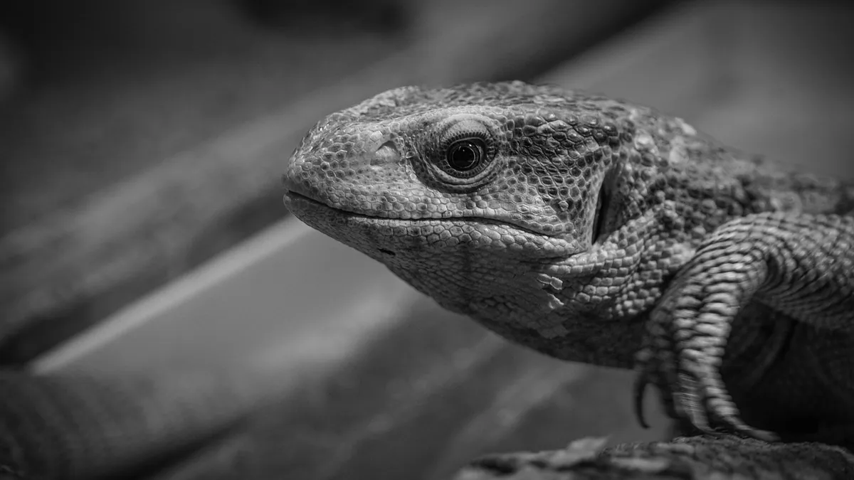 Bearded Dragon Sleep at Night: Heat, Noise, and Light