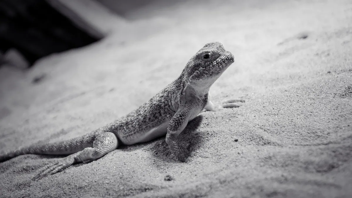 Why Do Bearded Dragons Smell? Odor Causes and Fixes