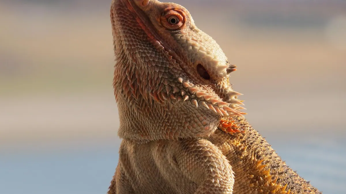 Why Is My Bearded Dragon Staring or Waving at Me?