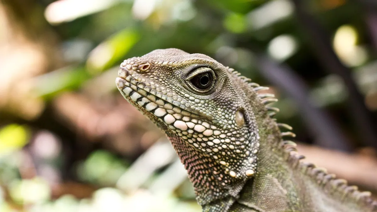 Bearded Dragon Throwing Up: Causes and What to Do