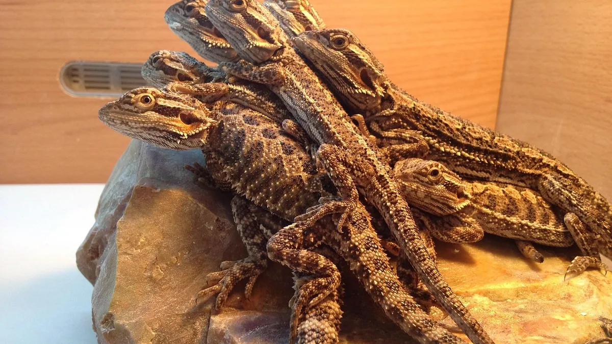 What Do Bearded Dragons Like to Play With? Toys and Tank Mates