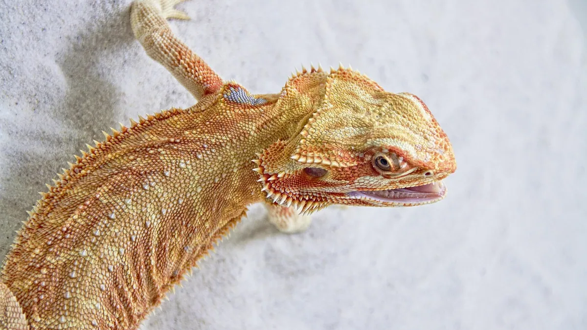 Bearded Dragon Weight Loss or Gain: What to Do