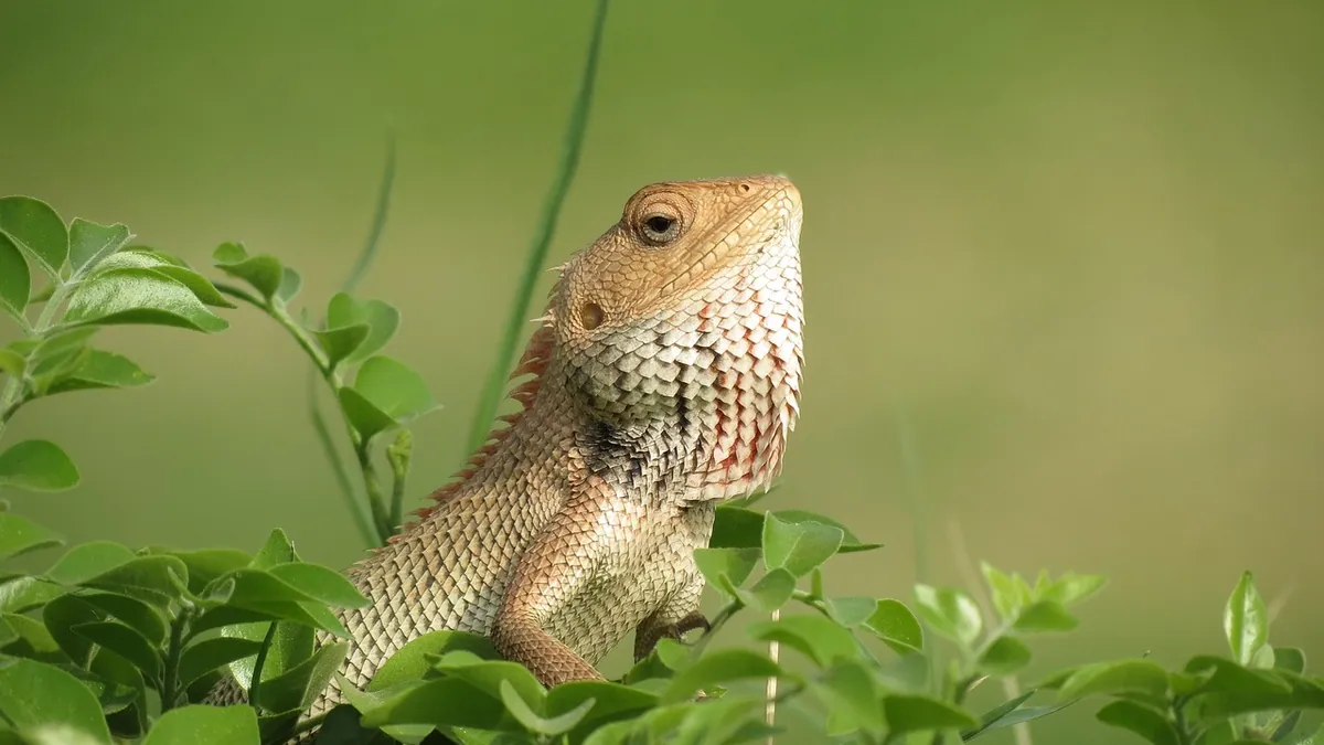 How Long Can a Bearded Dragon Go Without Eating?