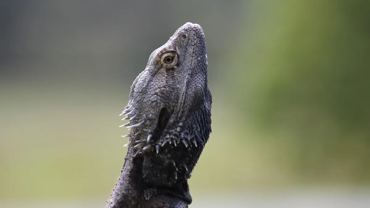 Why Does My Bearded Dragon Yawn? Normal vs Warning Signs
