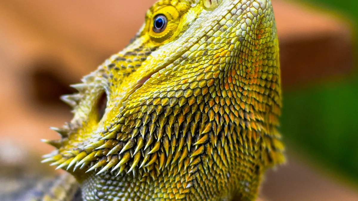 Why Is My Bearded Dragon Yellow? Skin, Mouth, and Tongue