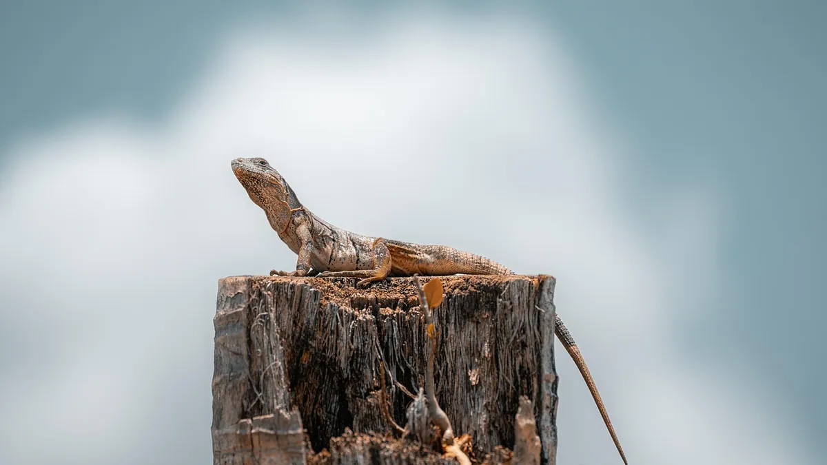 What Do Bearded Dragons Carry? Zoonotic Risks to Owners