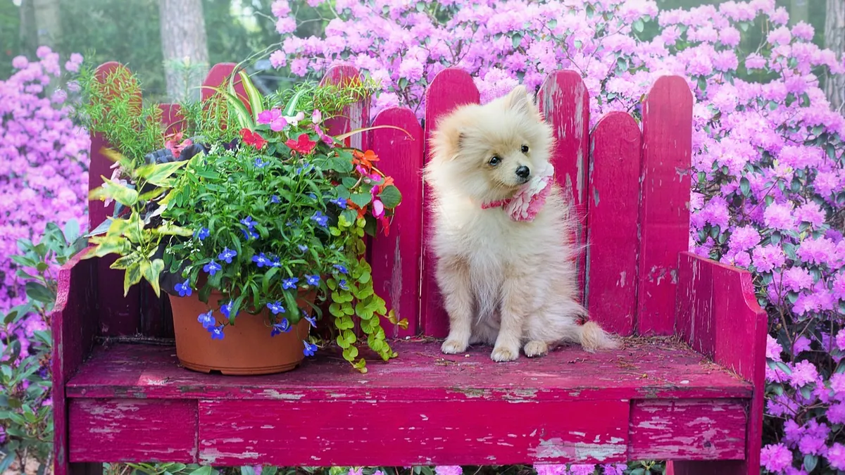Is Begonia Toxic to Dogs? Types and Risks