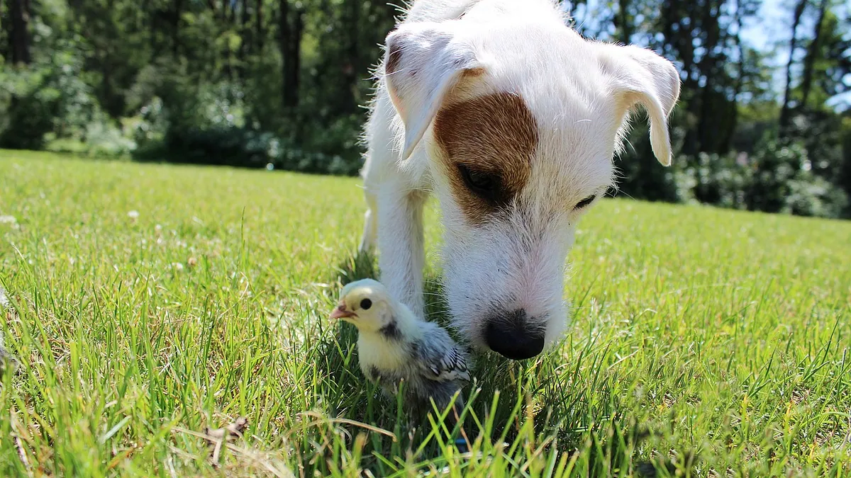 Are Begonias Toxic to Dogs? Angel Wing and Dragon Wing Risks