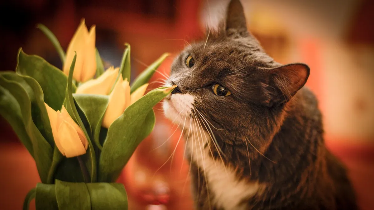 Are Begonias Toxic to Cats? Types and Symptoms
