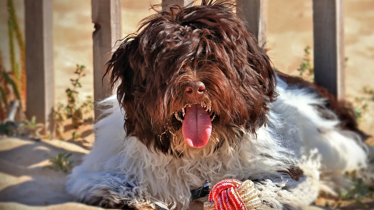 Benazepril for Dogs: Side Effects, Dosage and Monitoring