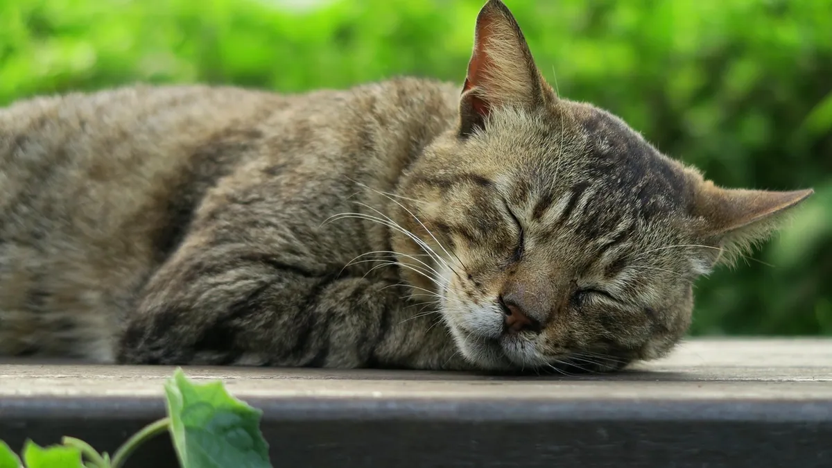Benazepril for Cats: Uses for CKD and HCM