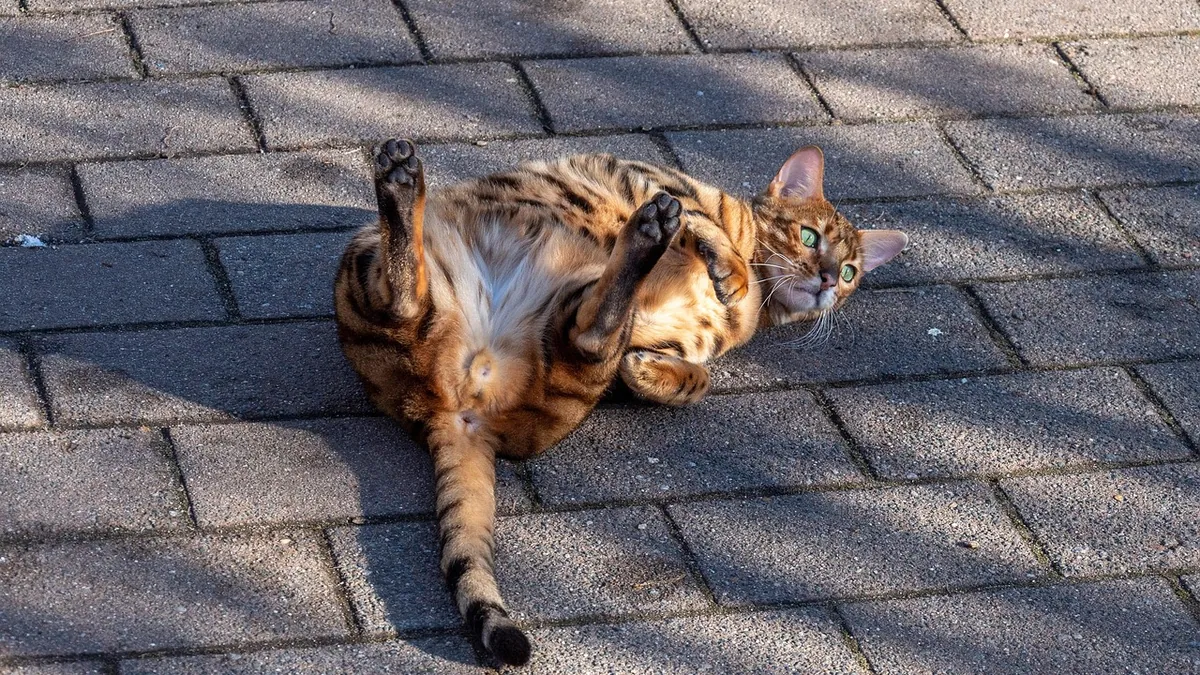Bengal Cat Exercise Needs: How Much Play and Activity They Require