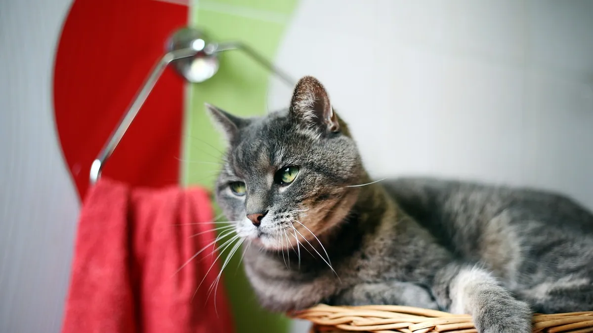 Is Benzyl Alcohol Toxic to Cats? Hidden Dangers