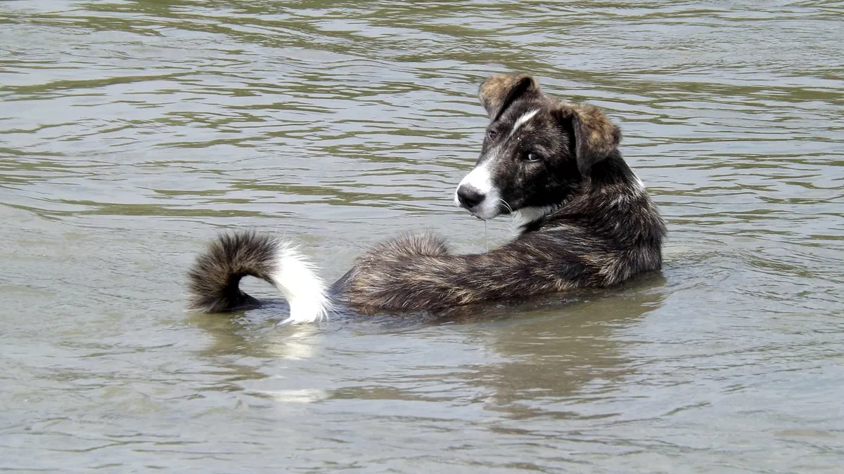 Is Benzyl Alcohol Toxic to Dogs?