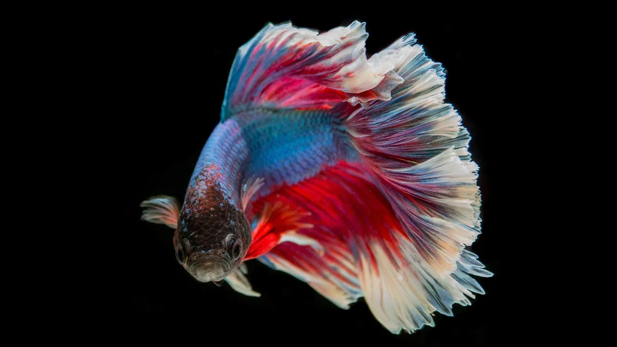 Is My Betta Fish Hungry or Overfed? Feeding Signs