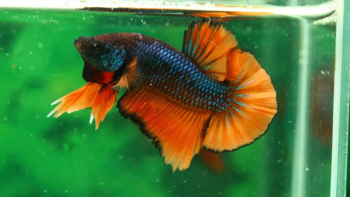 Betta Fish Poop: What Normal Looks Like