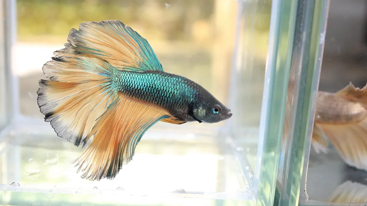 Do Betta Fish Recognize Their Owners?