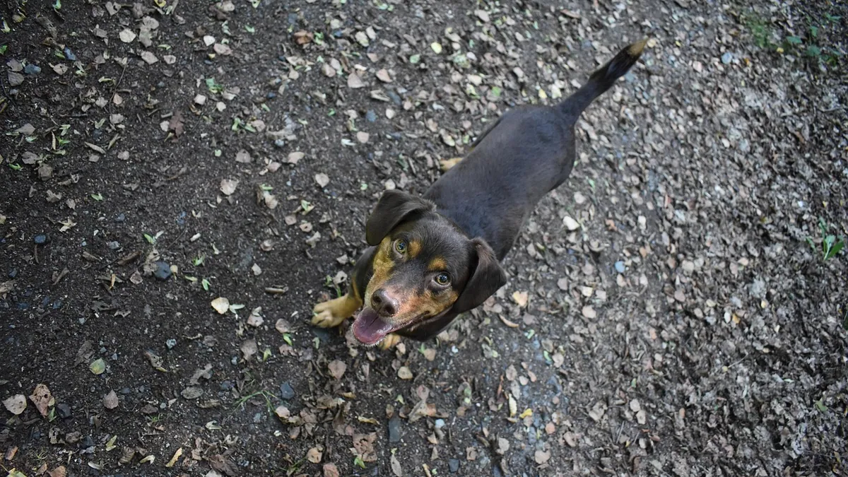 Is Big Cheese Rat Poison Dangerous to Dogs?