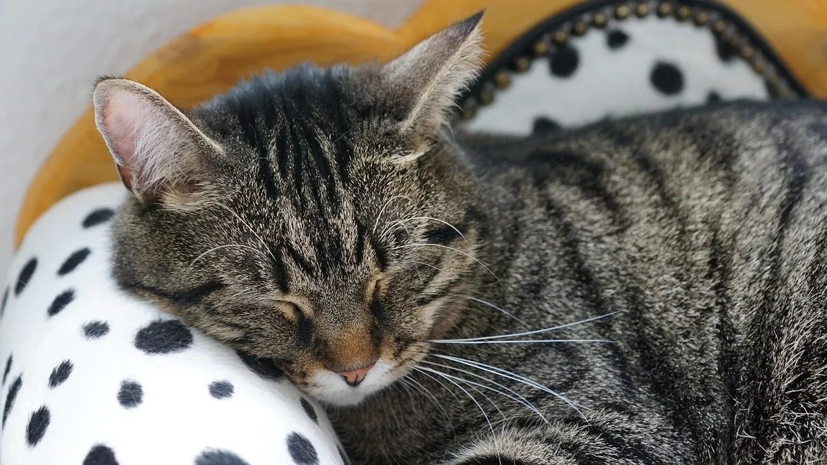 Biliary Mucocele in Cats: Gallbladder Disease Guide