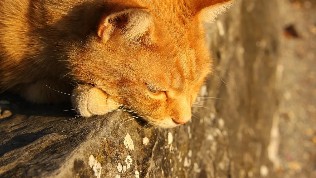 Bilirubin Crystals in Cat Urine: What They Mean