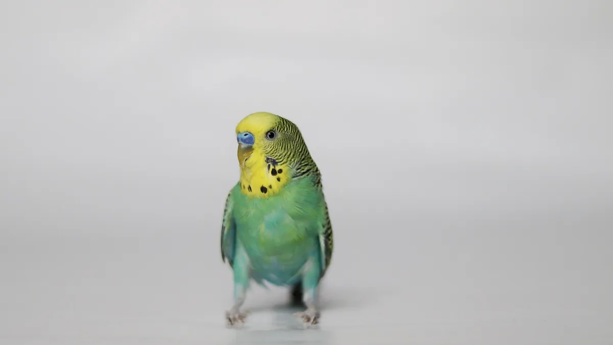 Why Can't My Budgie or Cockatiel Fly? Causes