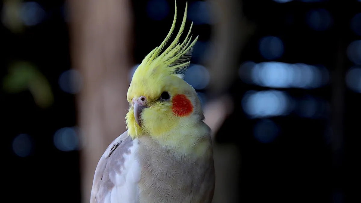 My Bird Died or Flew Away: What Should I Do?