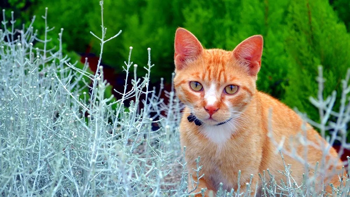 Is Bird of Paradise Toxic to Cats? Leaves and Flowers