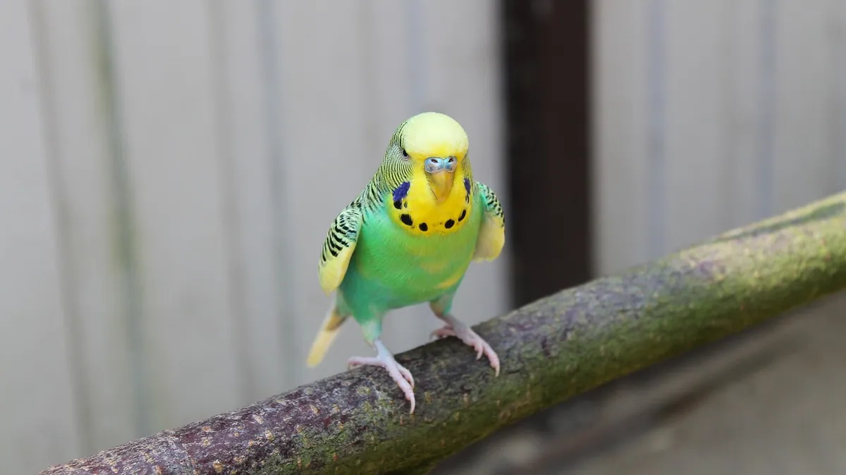 Why Is My Bird's Poop Watery? Cockatiel and Budgie