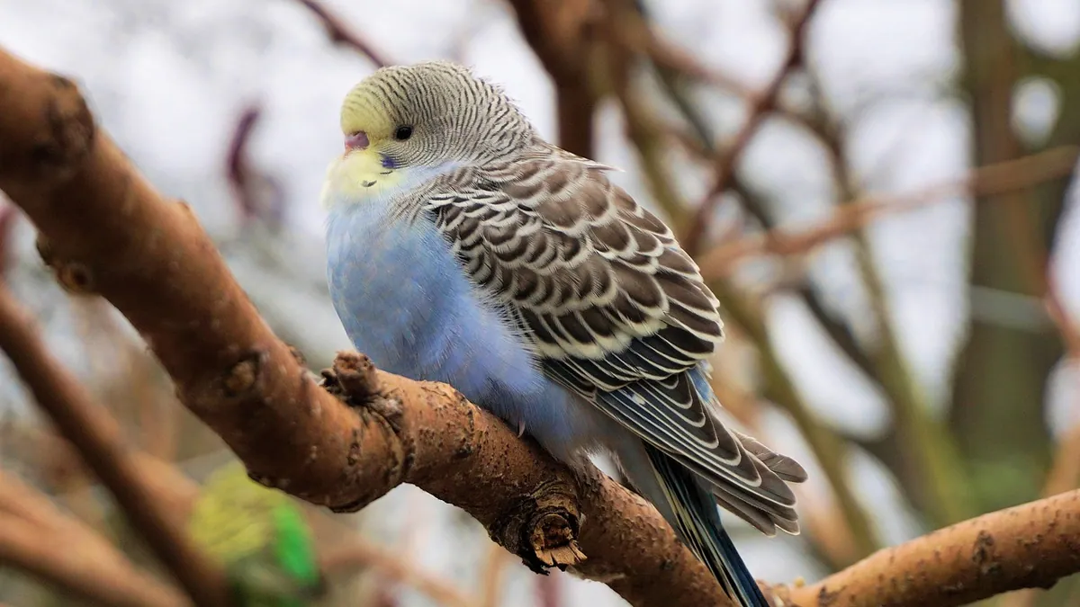 Why Is My Budgie or Cockatiel Sleeping So Much?