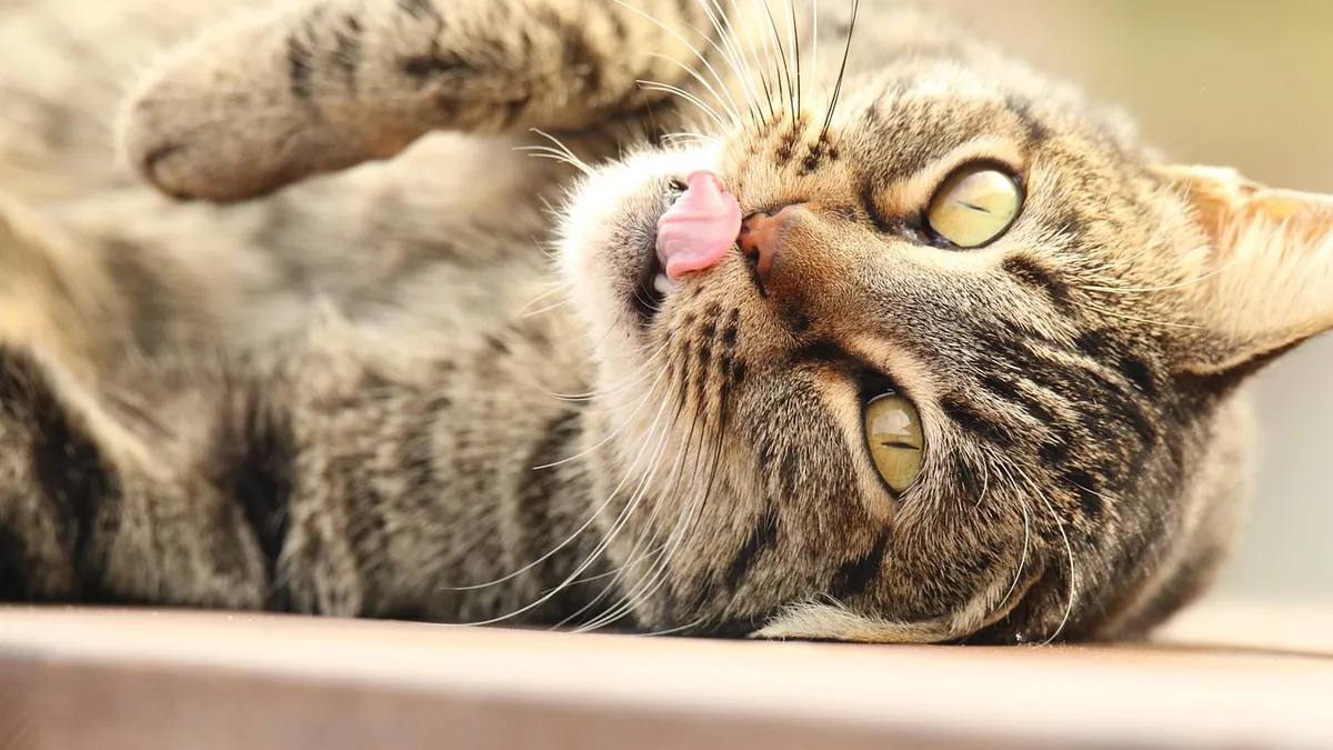 Is Birth Control Harmful to Cats? Risks and Options