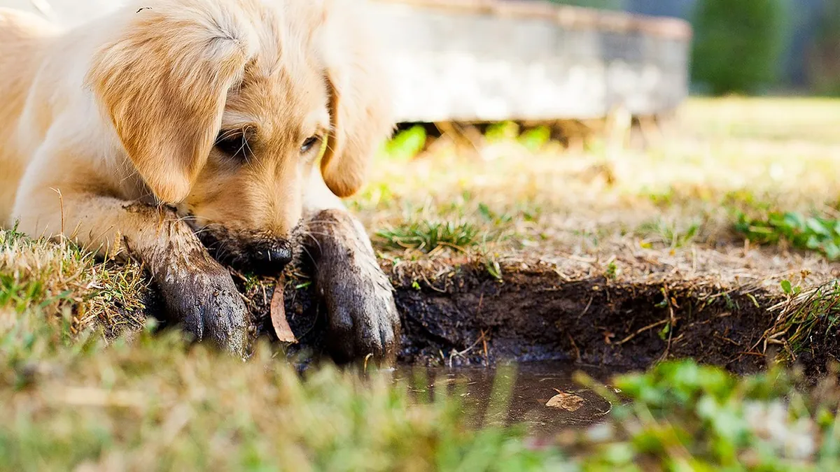 Black Diarrhea in Dogs: Causes and When to Worry