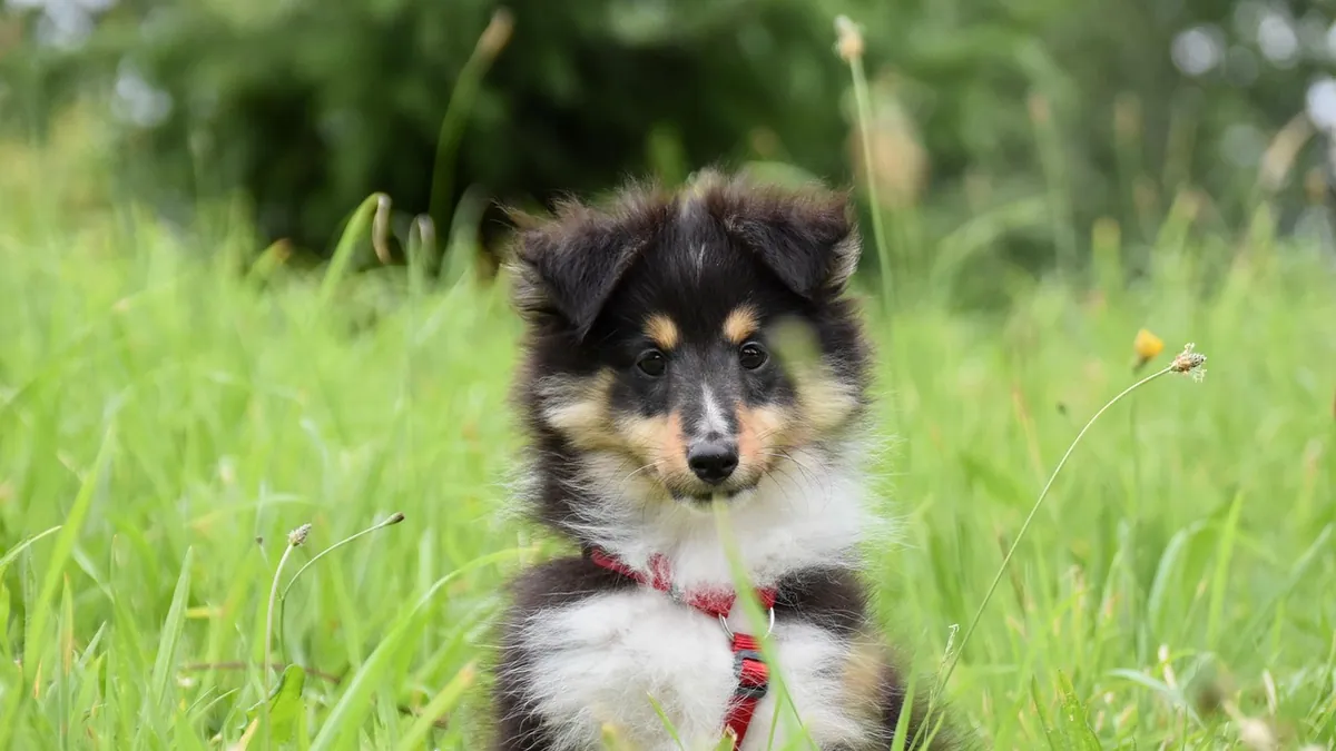 Black Stool in Dogs: Causes and What It Means