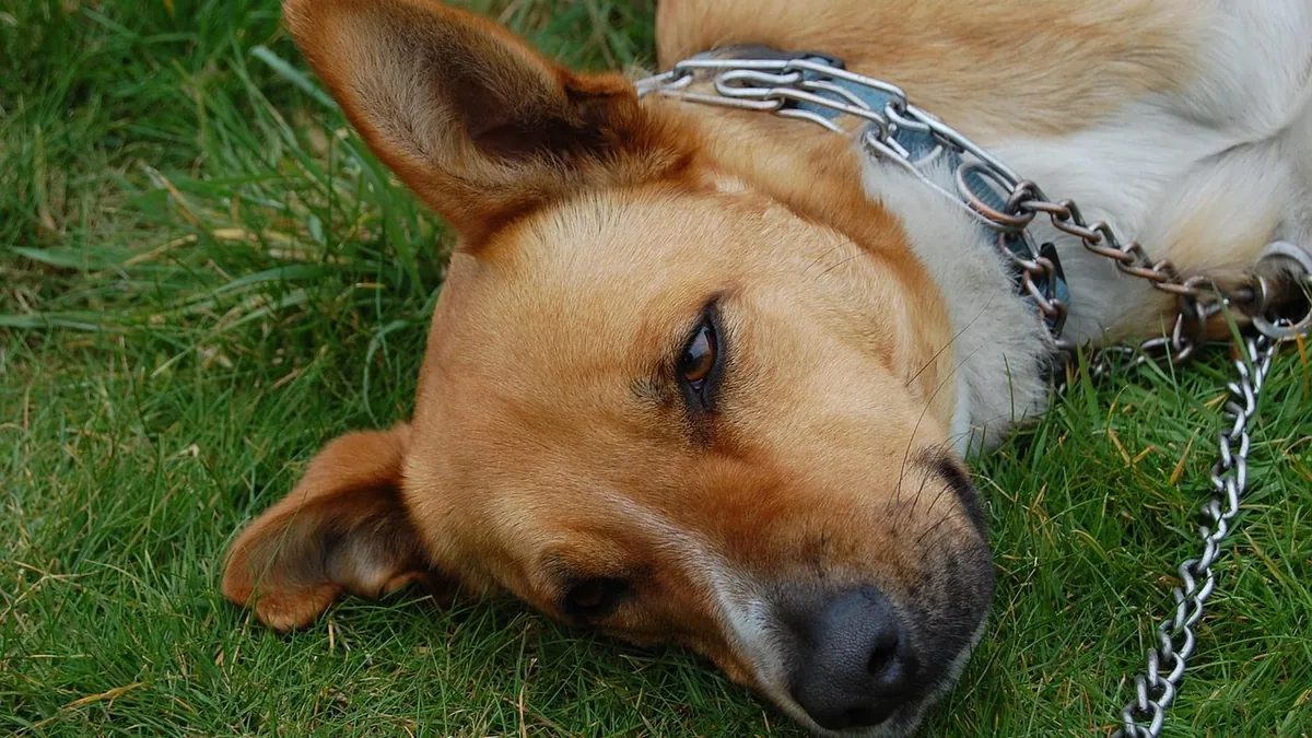 Black Stool and Diarrhea in Dogs With Kidney Failure