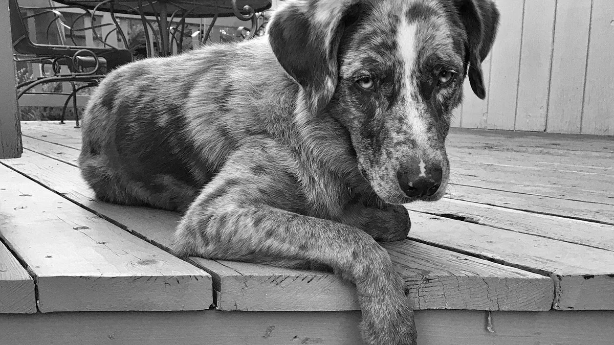 Black Stool in Dogs With Lymphoma: What It Means