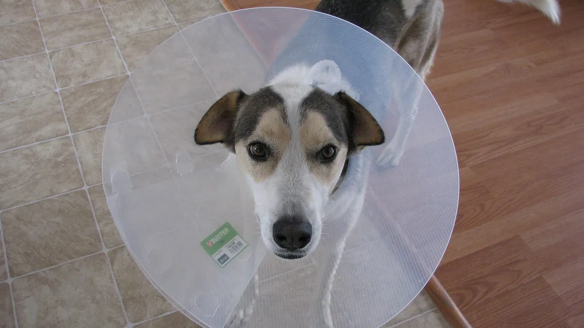 Black Stool in Dogs: Treatment and After Deworming